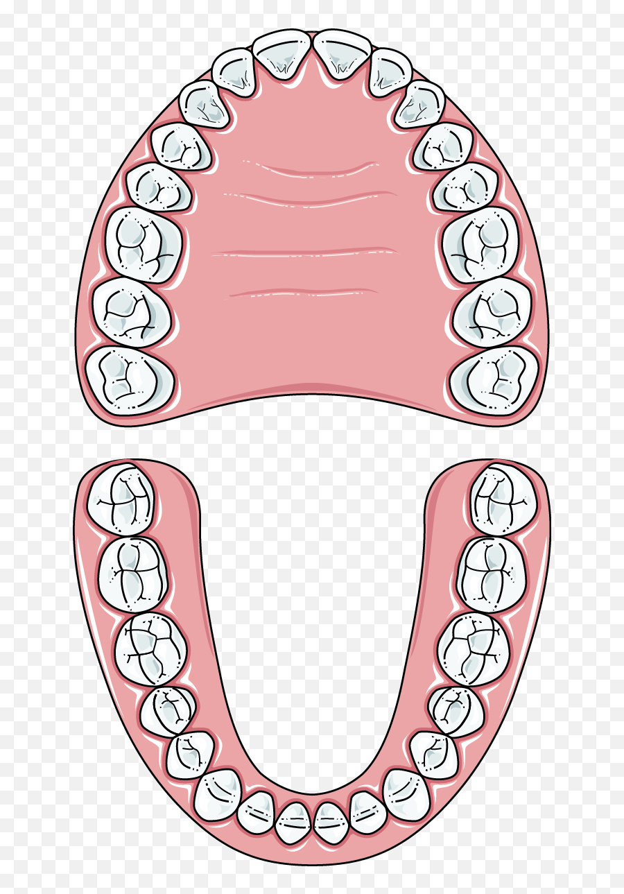 Зубы человека. Зуб схематично.