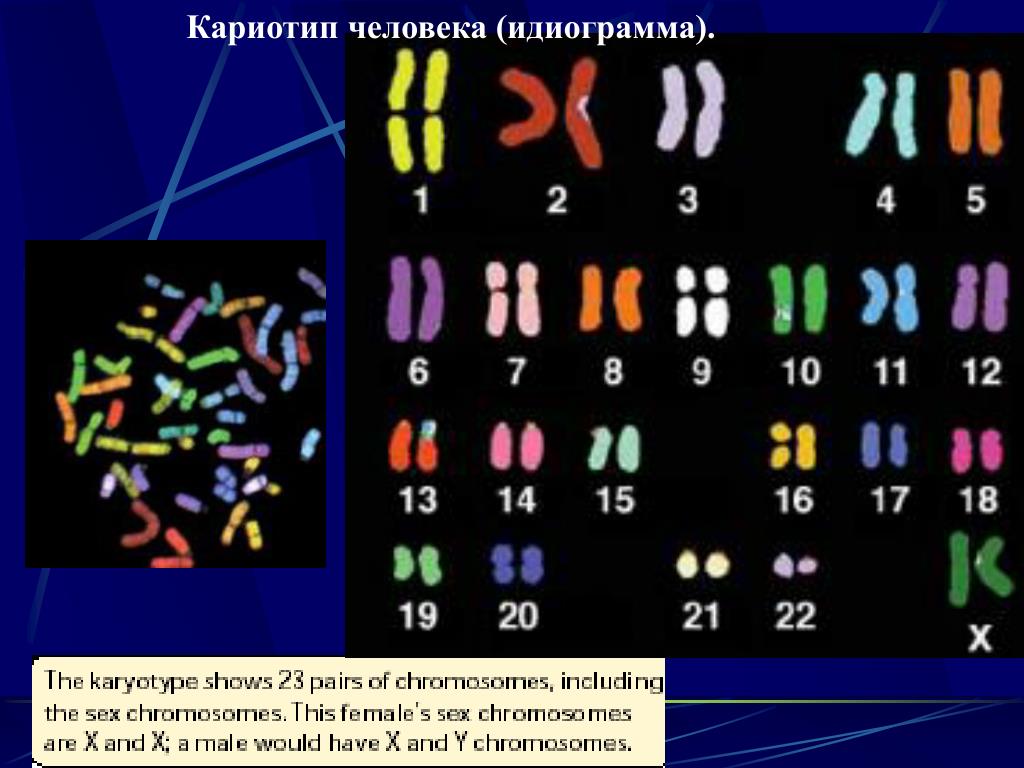 Кариотип человека картинка