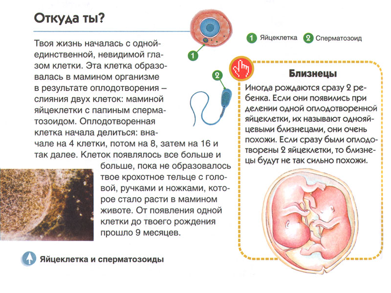 Оплодотворение в картинках как происходит