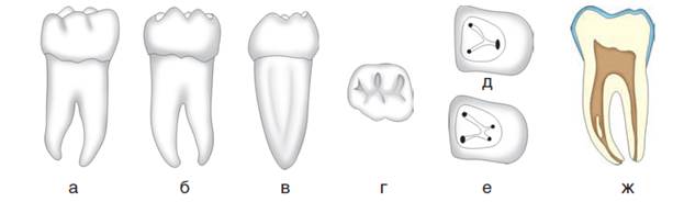 7 зуб. 1 Моляр нижней челюсти каналы. Строение зуба моляра. Корневые каналы моляра нижней челюсти. 36 Зуб анатомия корневых каналов.