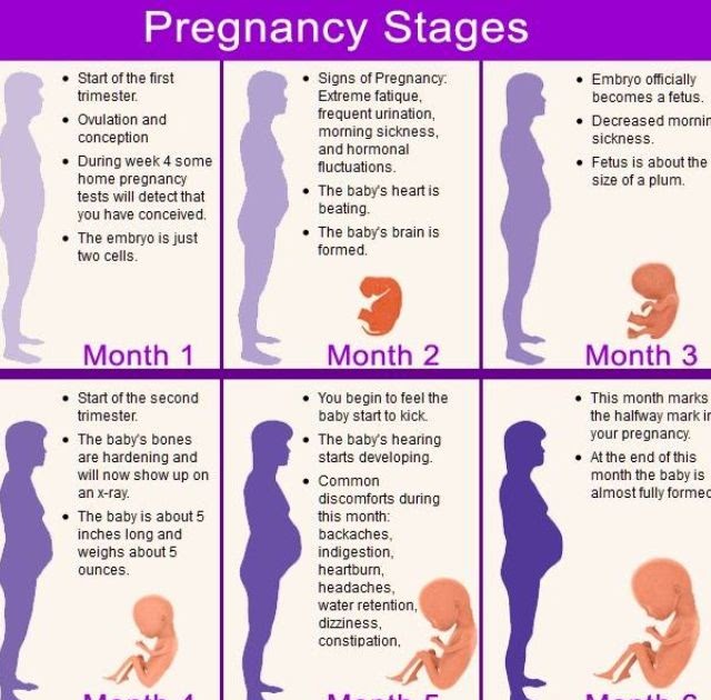 Сколько это 6 8 недель. Триместры беременности по неделям. 22 Неделя беременности месяц. 8 Месяцев беременности в неделях. Триместры беременности по месяцам и неделям.