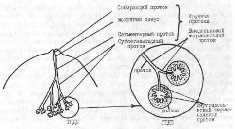 Закупорка молочного протока фото