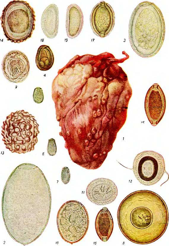 Характеристика яиц паразитов