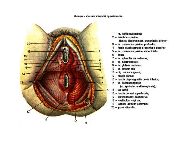 Фото Строение Влагалище Женщины