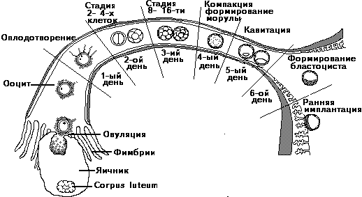 Как происходит зачатие. Как происходит зачатие схема. Овуляция схема и оплодотворение. Движение яйцеклетки по маточной трубе. Схема процесса овуляции оплодотворения и имплантации.