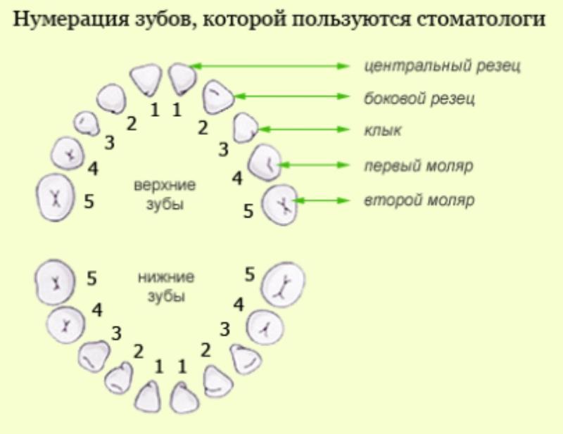 Зубы человека нижняя челюсть фото