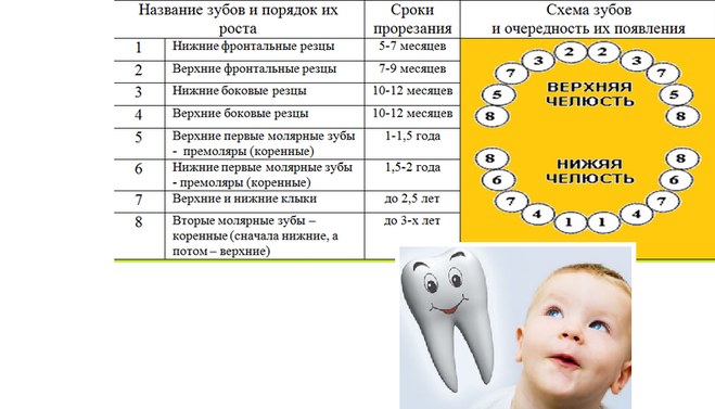 Схема роста зубов у детей до года фото схема и описание