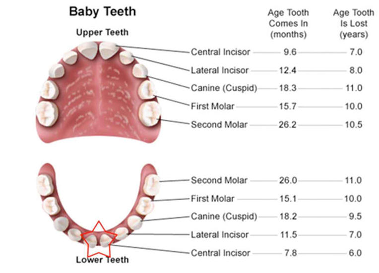 Коренные зубы у детей симптомы. Какие зубы коренные а какие молочные. Зубы у ребенка в 11 лет какие молочные. Какие зубы выпадают у детей в 10-11 лет. Формирование коренных зубов.