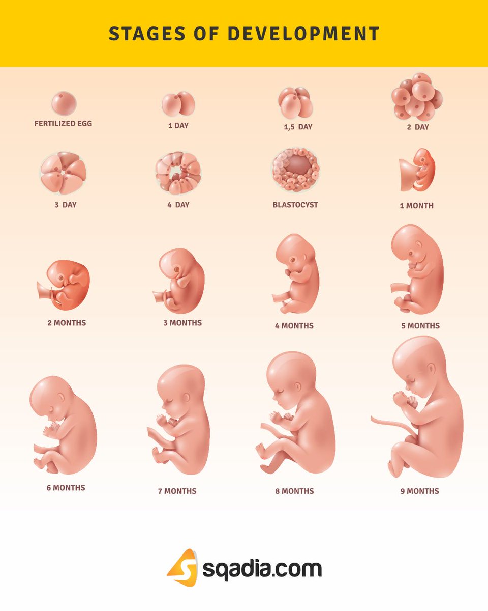 эмбрион 10 день