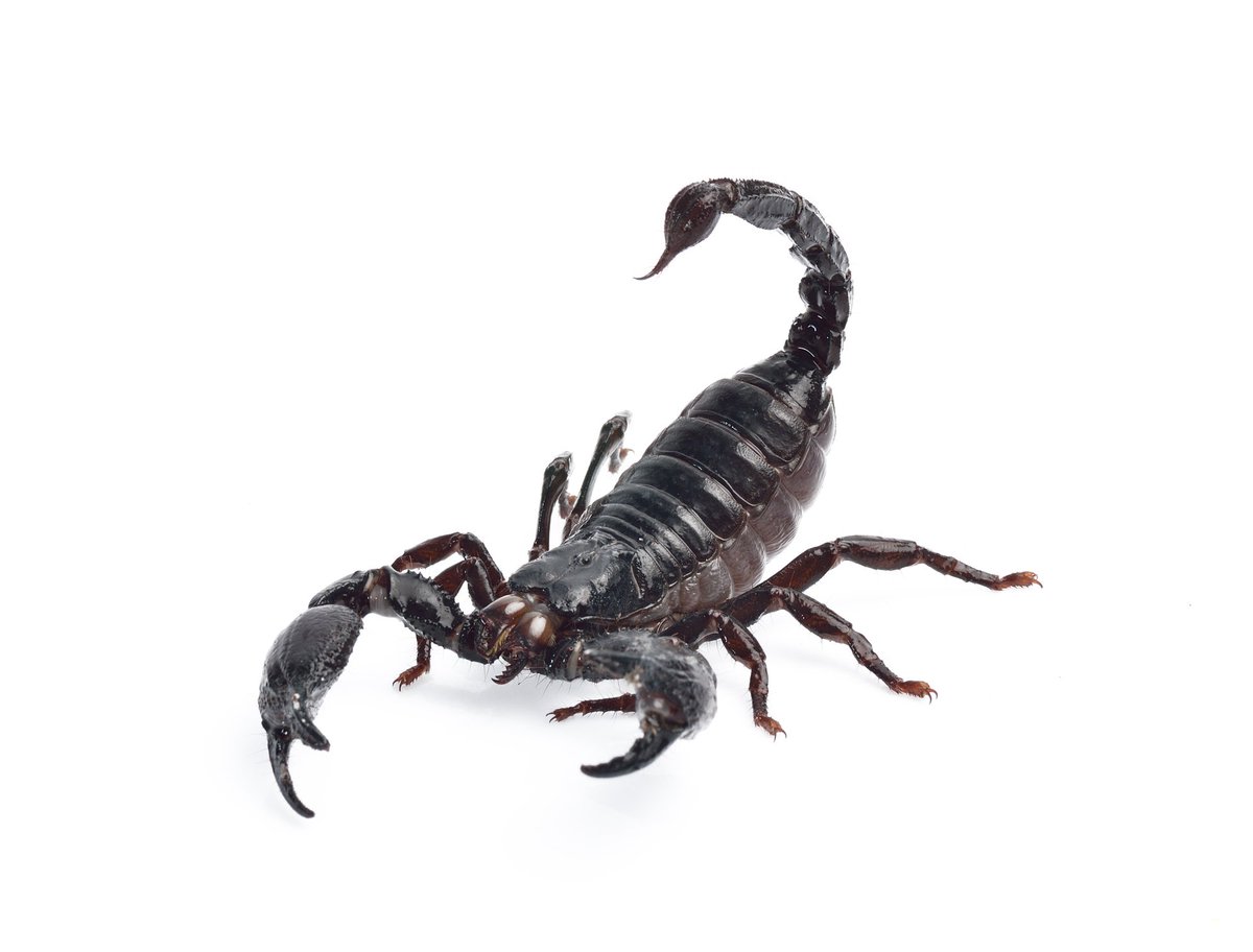 Scorpion на белом фоне