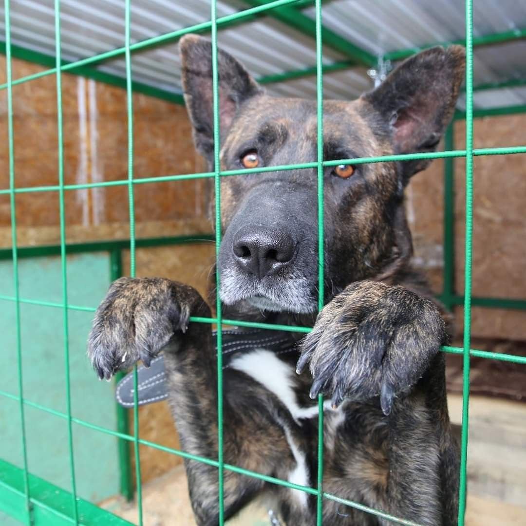 Собаки в питомнике бесплатно фото