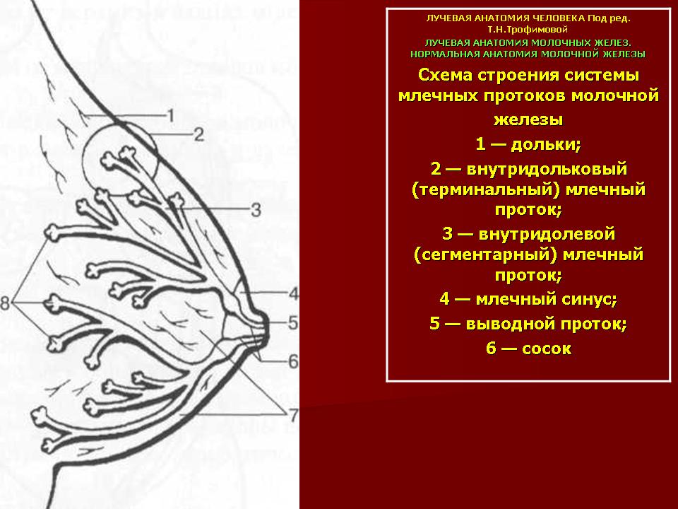 Проток молочной железы