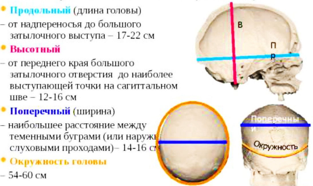 Объем свода. Диаметр головы человека. Продольный диаметр черепа. Поперечный размер черепа. Сагиттальный размер черепа.