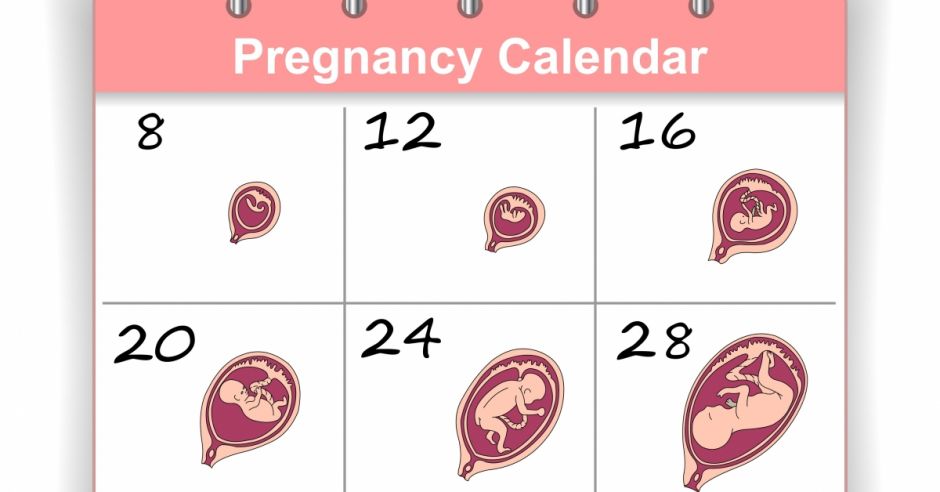 24 неделя беременности размеры