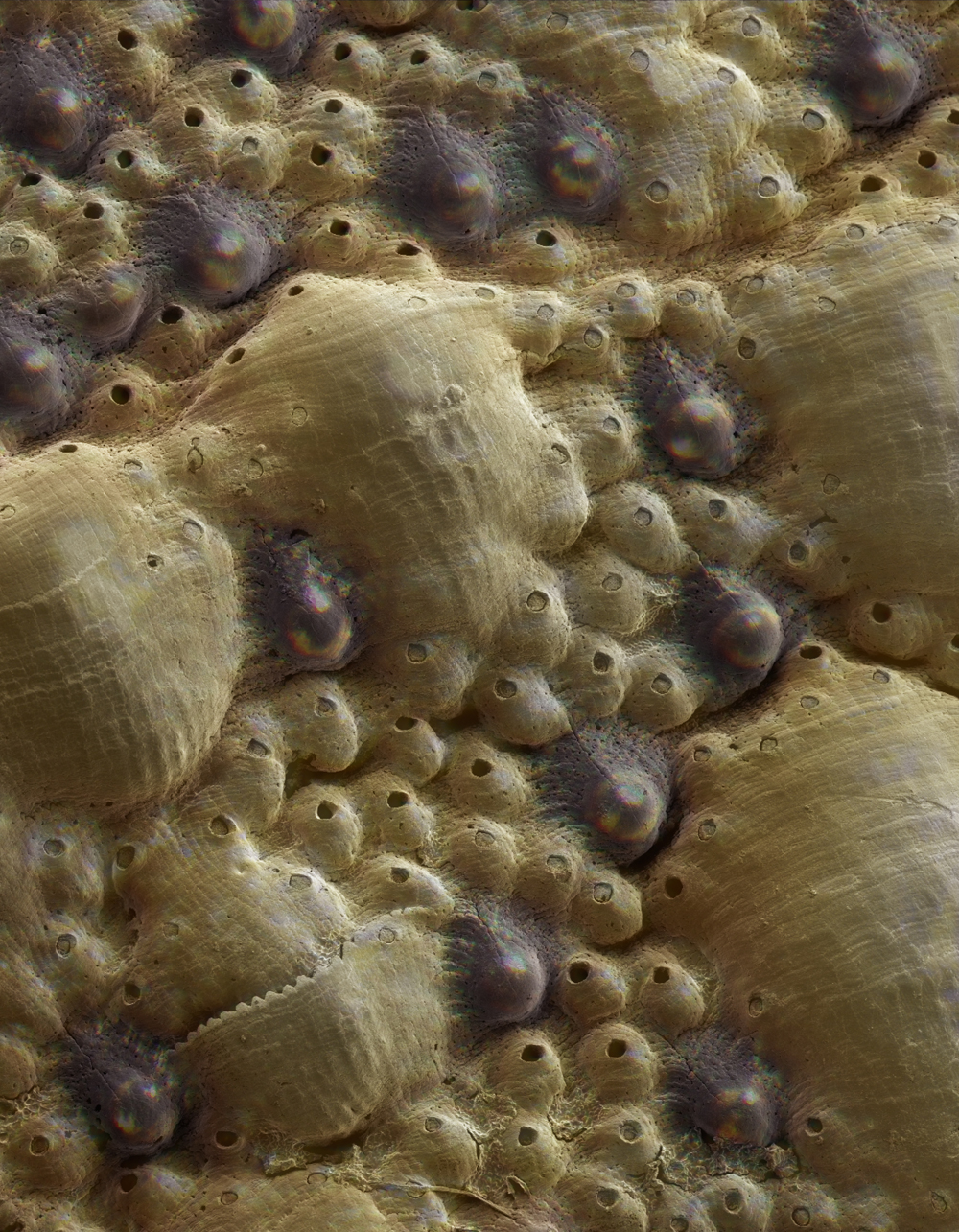 Моллюски корень. Конгениальный моллюск. Acanthopleura granulata.