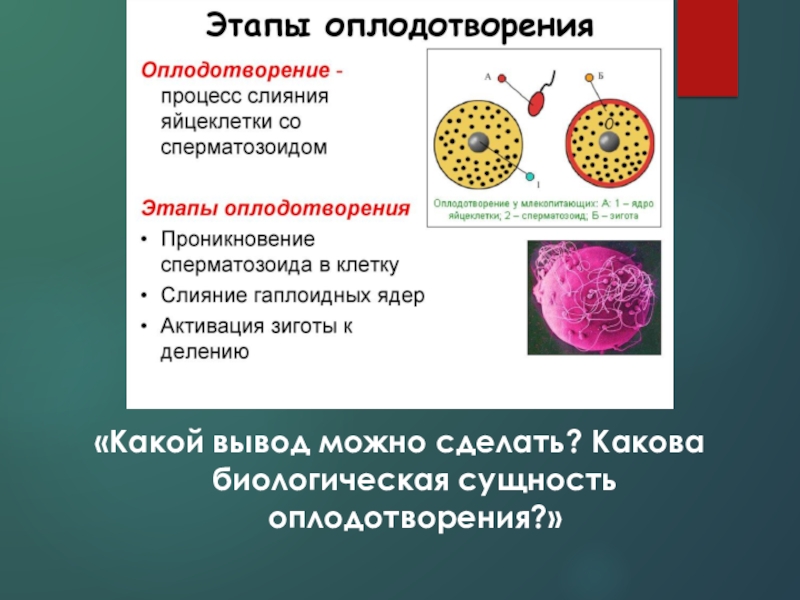 Яйцеклетка у растений. Этапы оплодотворения. Фазы оплодотворения. Этапы оплодотворения яйцеклетки. Стадии процесса оплодотворения.