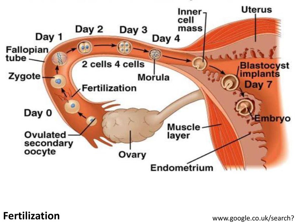 Как происходит овуляция. Fallopian tubes. Строение репродуктивной системы Омеги.