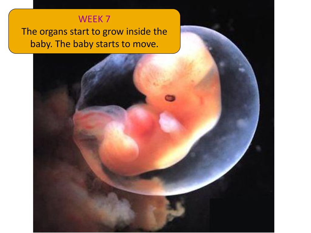 Как выглядит плод на 7 неделе беременности фото