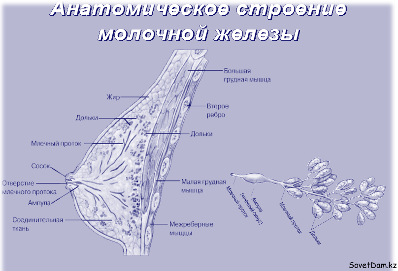 Млечные железы образовались из желез