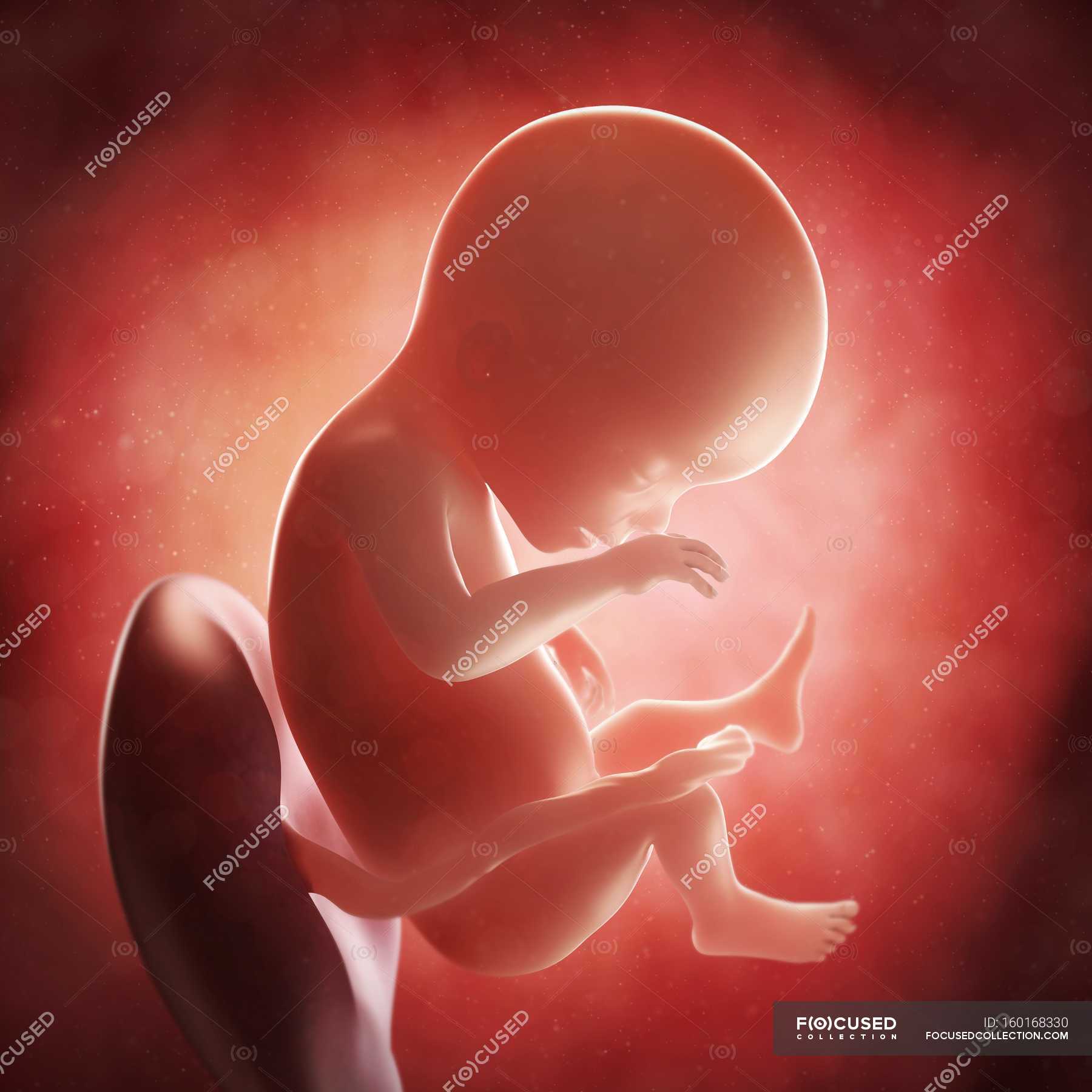 Малыш в утробе 19 недель