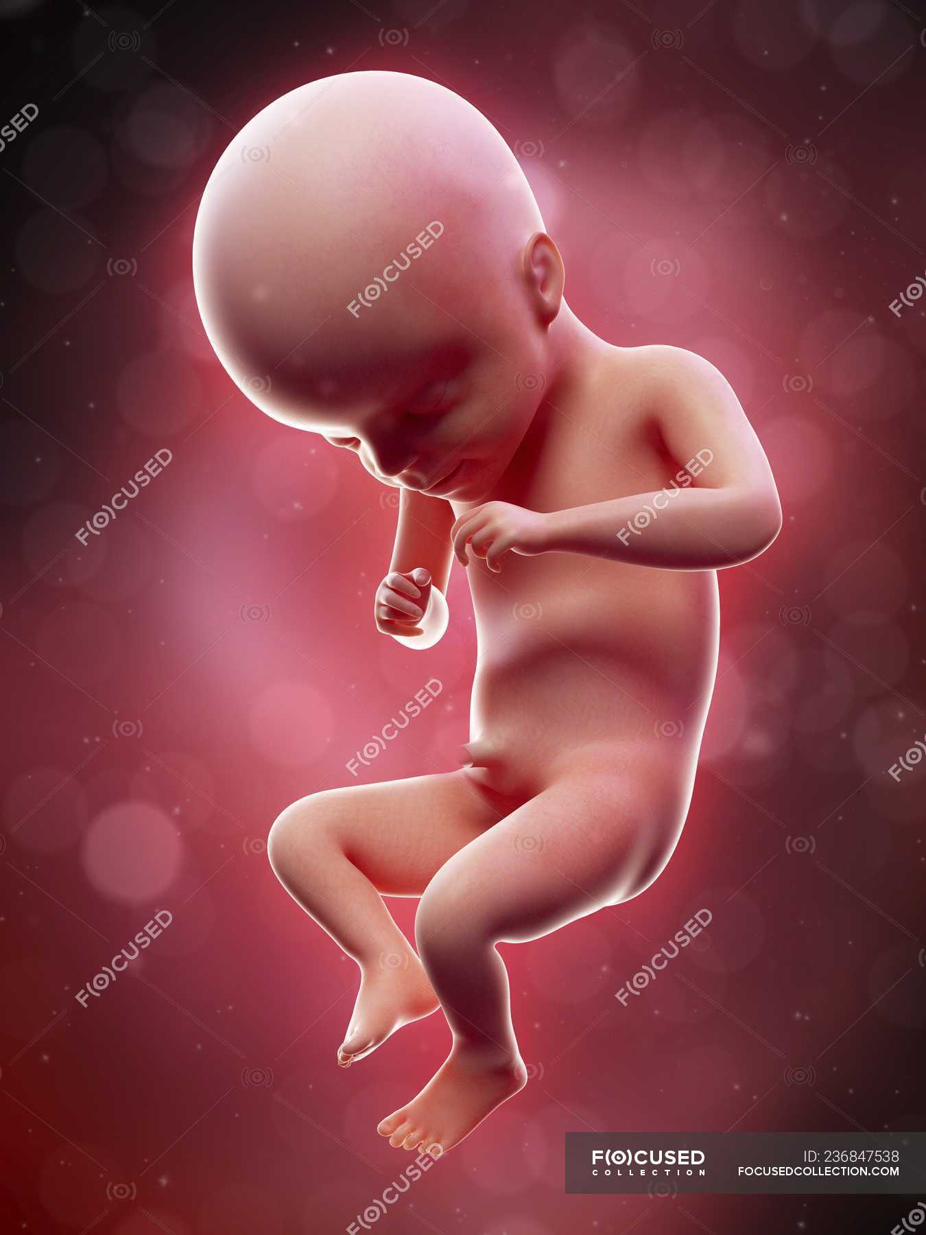 Человеческий эмбрион на 12 неделе