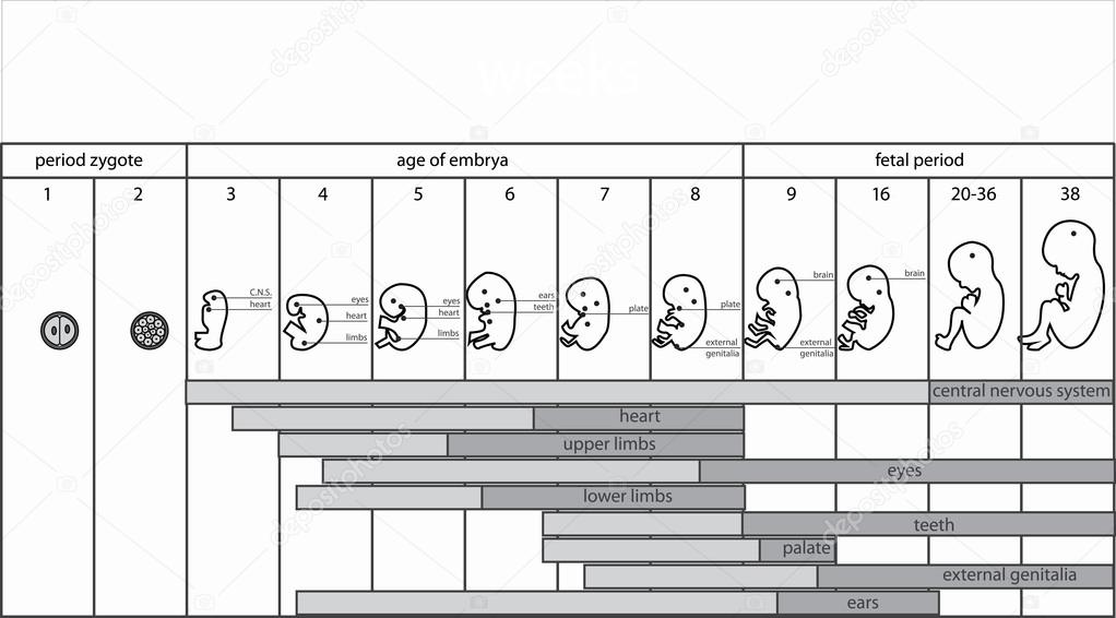 Развитие плода по неделям беременности описание с фото для повторнородящих