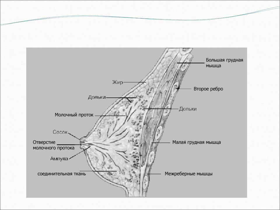 Молочный проток. Молочная железа в разрезе. Строение молочной железы в разрезе. Молочная железа дольки. Строение молочной дольки.
