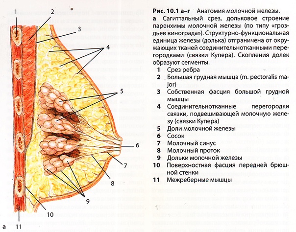 Закупорка протока молочной железы фото