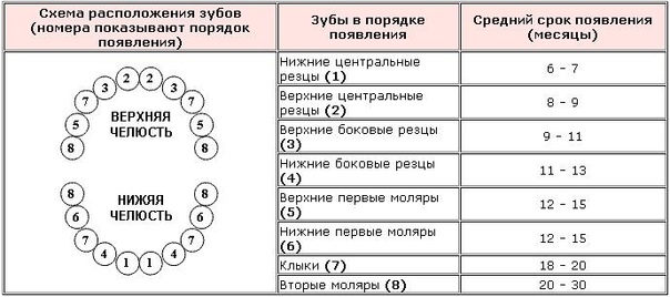 Под какой картинкой вы подпишите листы под какой листья под какой зубы под какой зубья