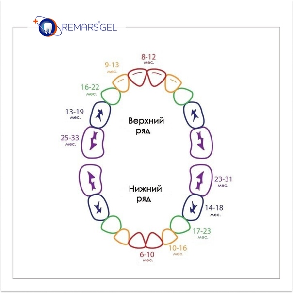 Молочные зубы у детей схема. Зубы схема прорезывания молочных. Порядок прорезывания молочных зубов у детей схема. Очерёдность прорезывания зубов у детей молочных. Схема прорезывания зубов у малышей до года.