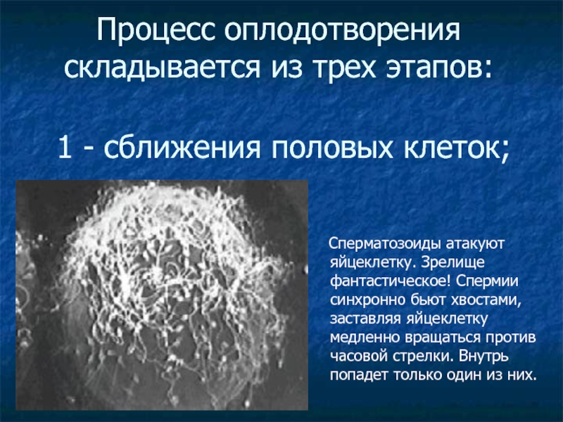 1 стадия оплодотворения. Процесс оплодотворения. Сперматозоиды атакуют яйцеклетку. Процесс оплодотворения яйцеклетки. Сближение половых клеток.