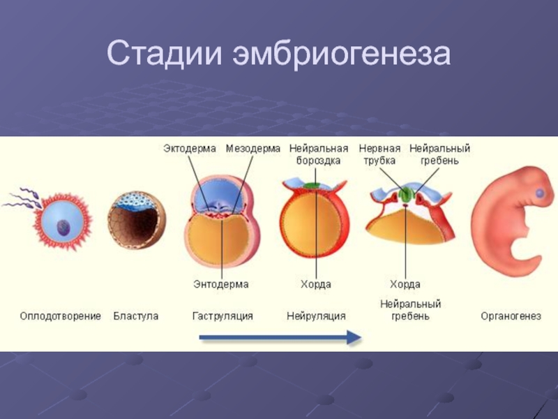 Биология 8 класс картинки оплодотворение