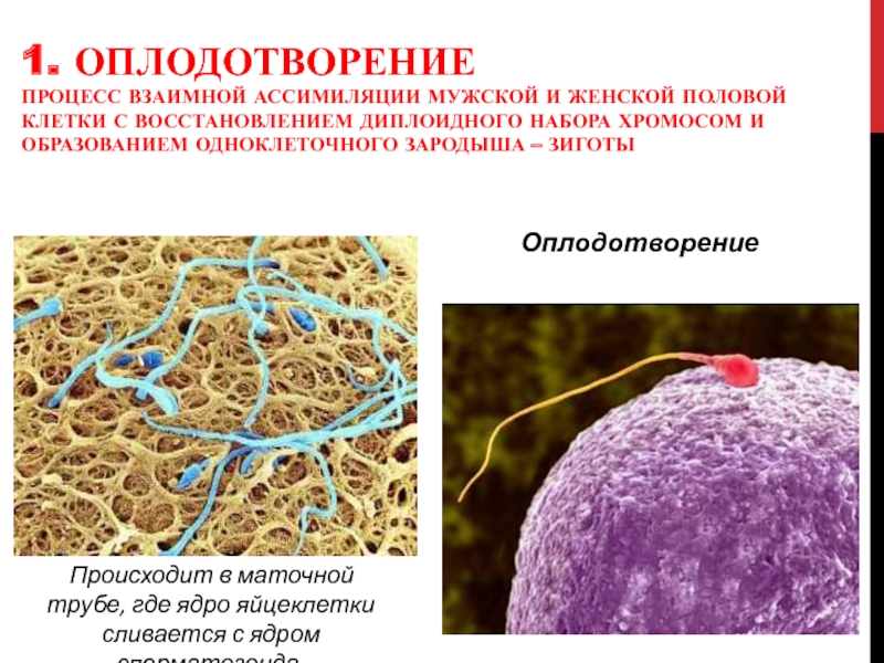 Оплодотворение это процесс. Процесс оплодотворения женщины. В маточной трубе происходит оплодотворение образование зиготы. Как происходит процесс оплодотворения. Где происходит процесс оплодотворения у человека.