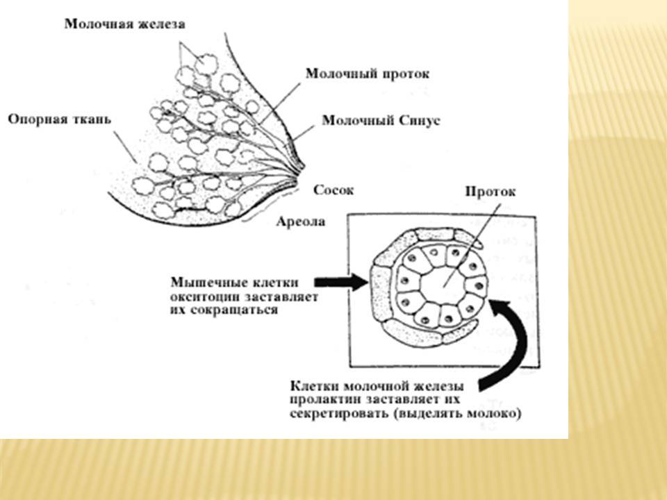 Проток молочной железы. Железы Монтгомери строение. Строение груди с молоком. Молочные железы анатомия и физиология. Молочная железа схема.