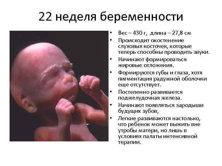 22 недели беременности размер. 22 Неделя беременности размер. Плод на 22 неделе беременности. Ребёнок в 22 недели беременности.