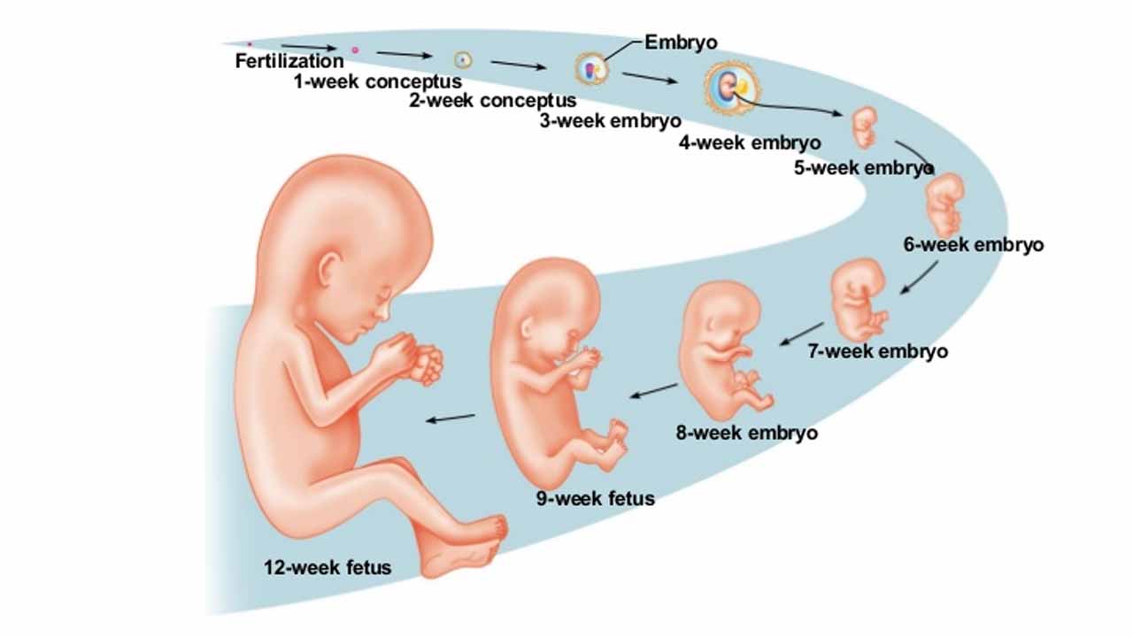 Беременна 1 месяц беременности. Стадии развития плода. Развитие плода ребенка. Формирование плода человека. Стадии развития плода человека.