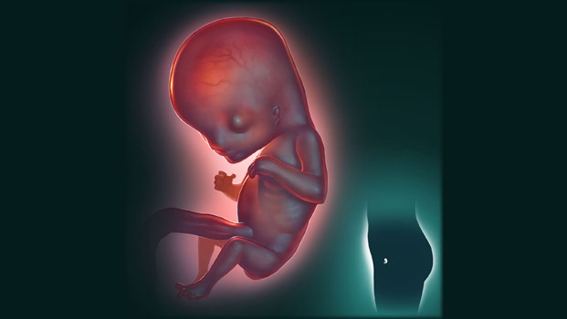 Видео 10 недели. 10 Недель беременности фото плода. Эмбрион на 10 неделе беременности. Плод человека 10 недель.