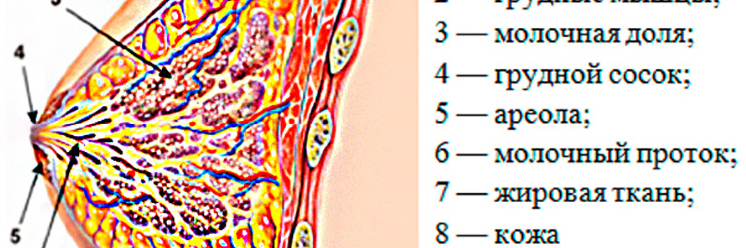 Протоки молочных желез
