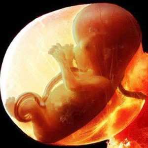 Поза эмбриона во сне фото