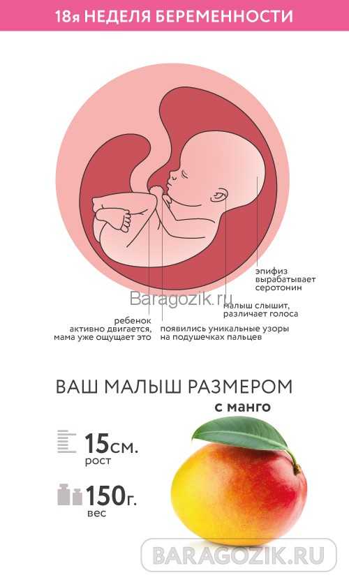 17 недель беременности какой. 18 Недель беременности размер плода. Размер ребёнка на 18 неделе беременности. Размер малыша на 17 неделе беременности.