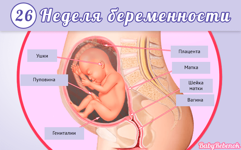 26 акушерская неделя беременности что происходит с малышом и мамой – 26 неделя беременности: что происходит – Календарь
