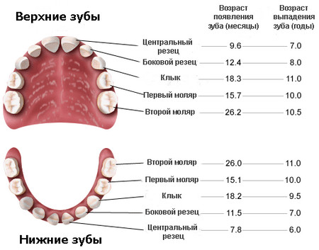 Сколько выпадает зубов у детей – график, когда начинают выпадать, сколько раз выпадают