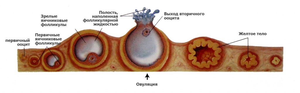 Оплодотворение в картинках как происходит