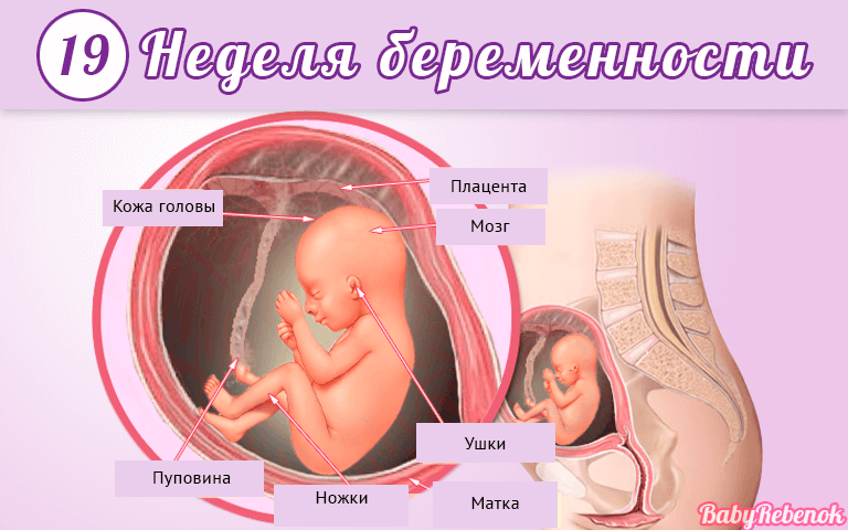 19 неделя беременности сколько это месяцев – 19 неделя беременности — Развитие плода и ощущения. Скрининг на 19 неделе