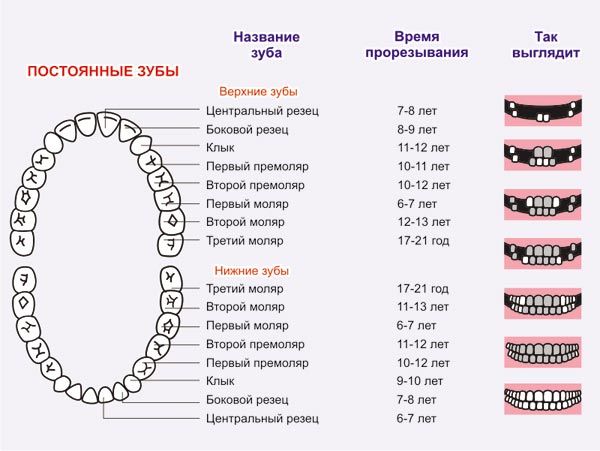 График зубов у детей до года – таблица появления молочных единиц, график и порядок роста