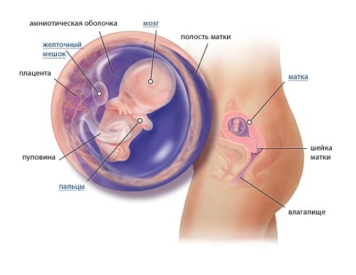 Орви на 3 неделе беременности – на 1, 2, 3, 4, 5 и 6 неделях