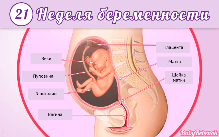 21 неделя беременности что происходит с малышом – 21 неделя беременности — что происходит с малышом и мамой (размер плода)