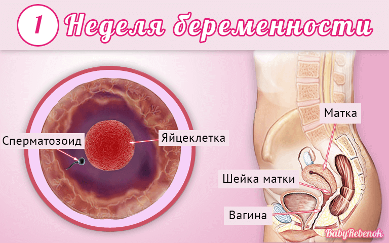 Симптомы беременности при первой недели беременности – 1-2 , ,