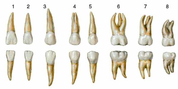 Зуб 7 нижний фото строение