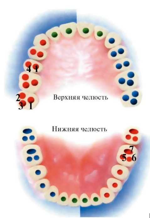 Зуб 7 нижний фото строение